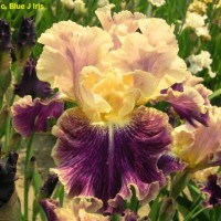 /album/a18/rufflelata02-2012-jedlicka-jpg/